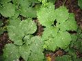 Pachysandra, Allegheny Spurge, Mountain Spurge / Pachysandra procumbens 